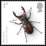 adult Stag Beetle stamp