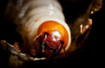 stag beetle grub